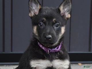 German Shepherd dogs Lyla - Ad 22