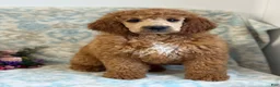 Mini Goldendoodle dogs for sale: Buzzy - Ad 5