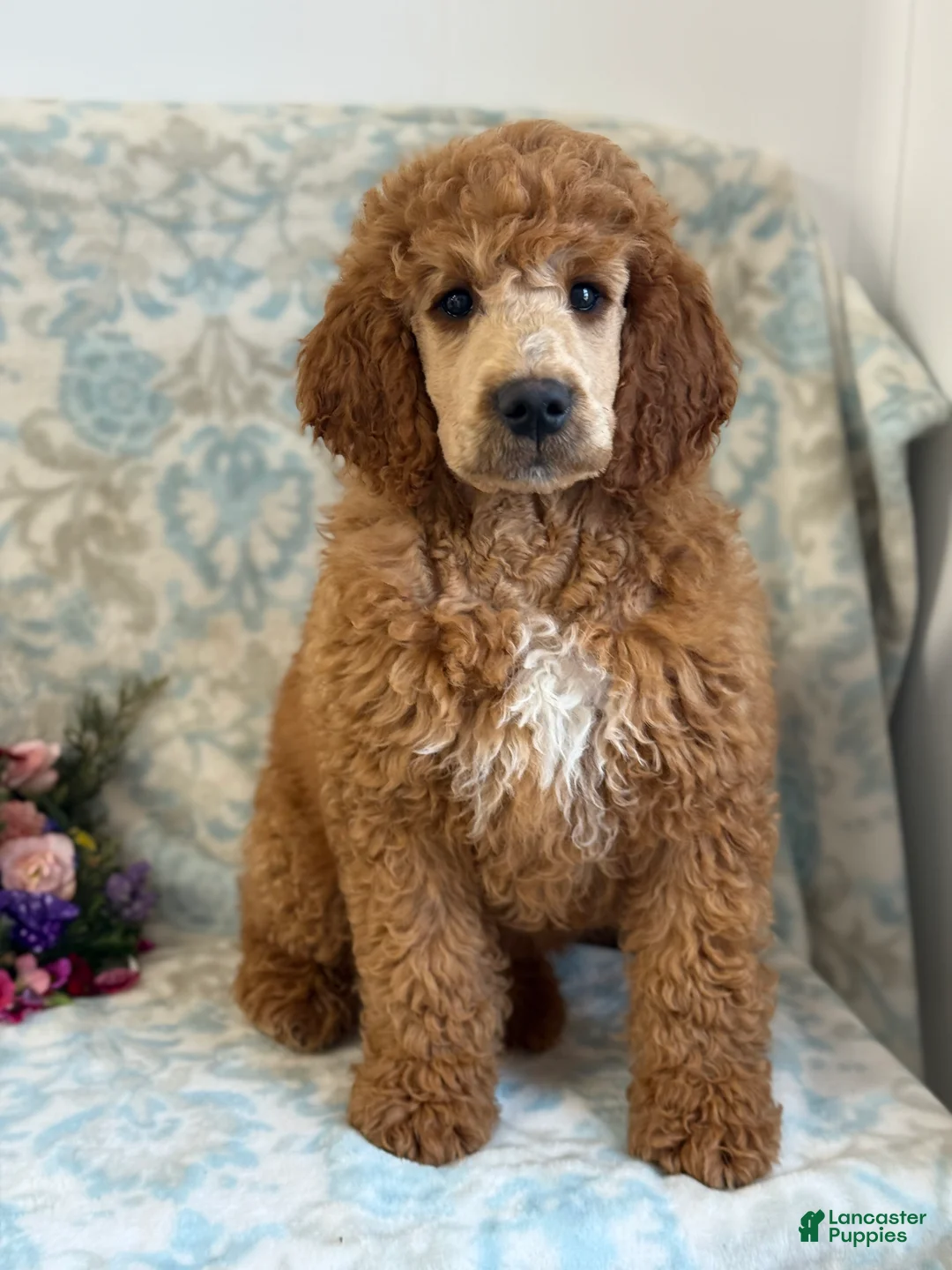 Mini Goldendoodle dogs for sale: Buzzy - Ad 5