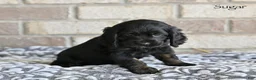 Cocker Spaniel dogs for sale: Sugar - Ad 3