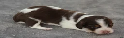 Dachshund dogs for sale: Chocolate and Tan Piebald Male  - Ad 3