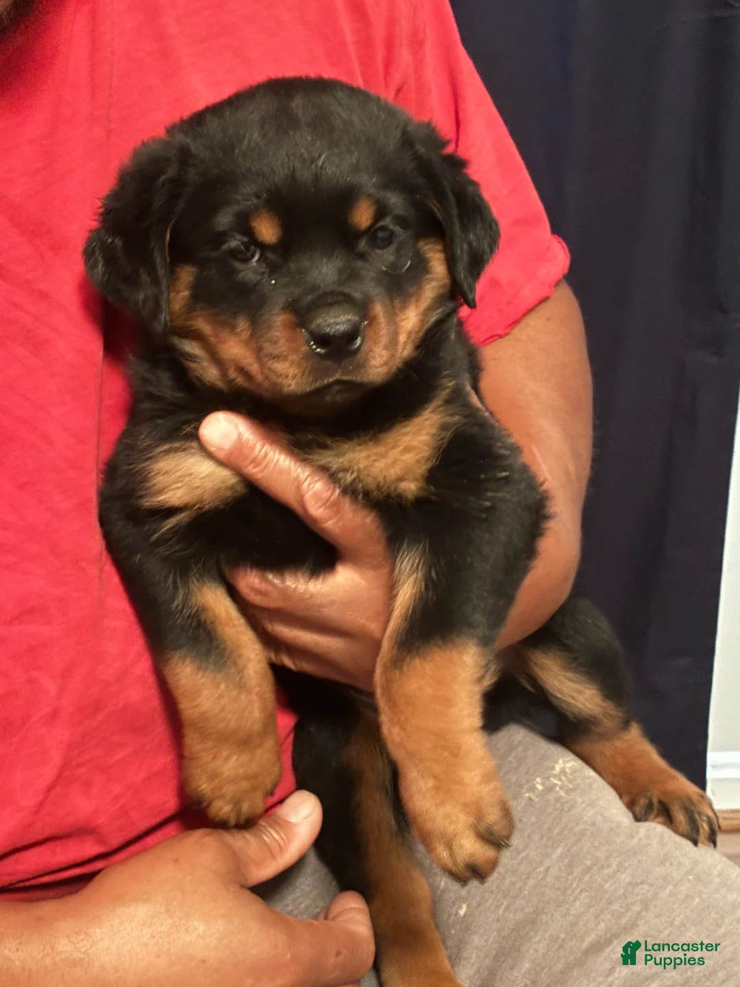 Rottweiler dogs for sale: Rottweiler 1 - Ad 1
