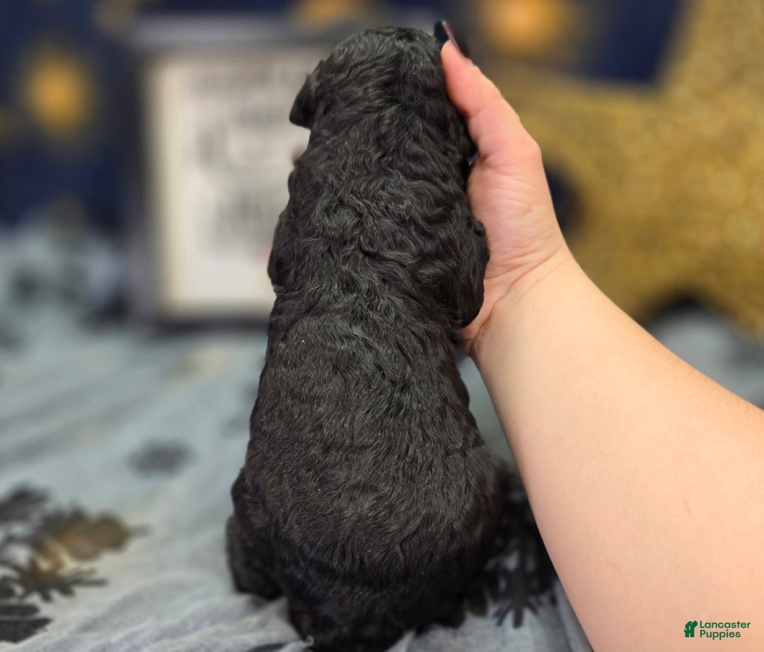 Cockapoo dogs for sale: Bell - Ad 6