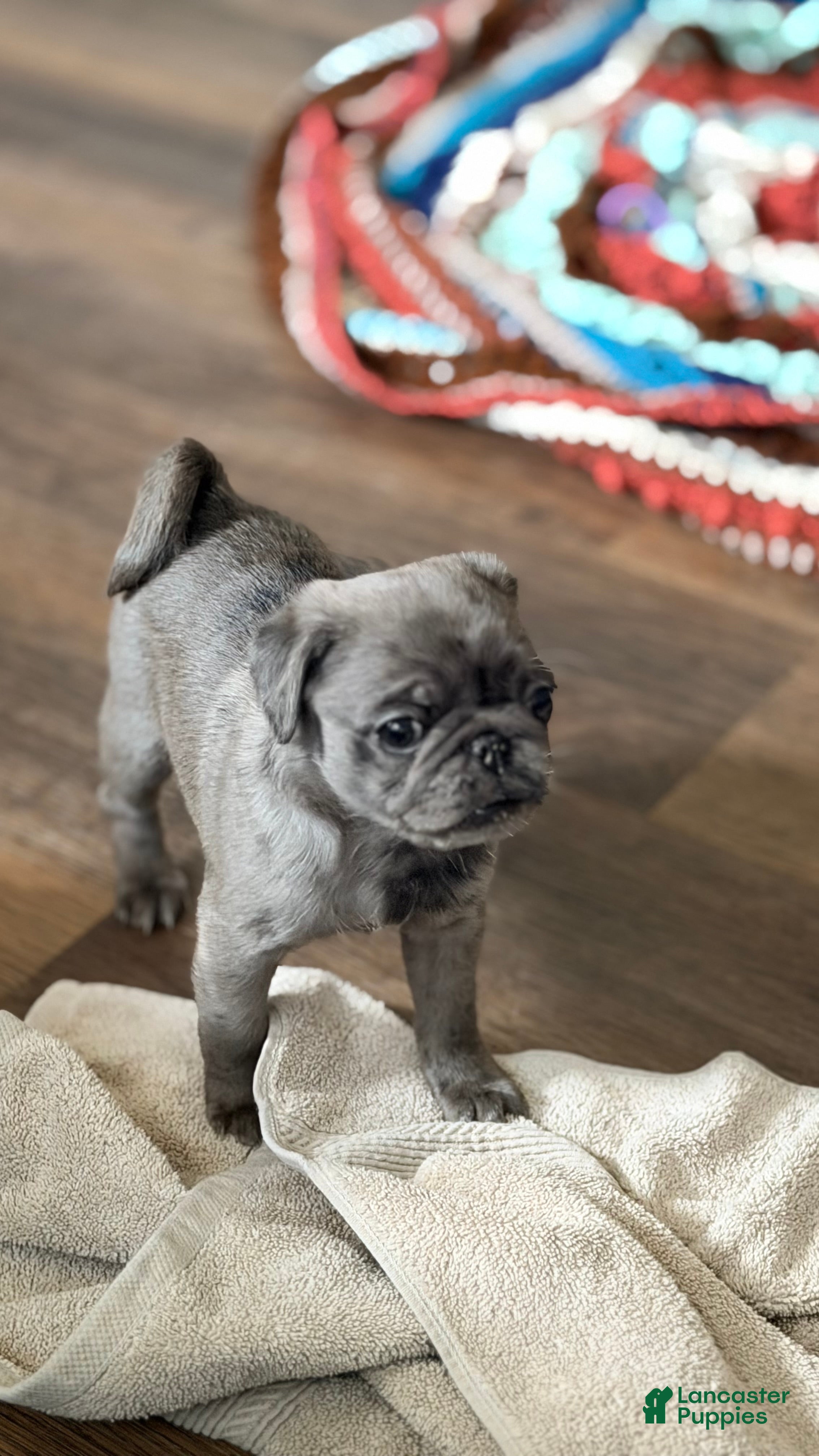 Pug dogs Lollipop - Ad 2