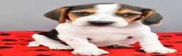 Beagle dogs for sale: Dash - Ad 7