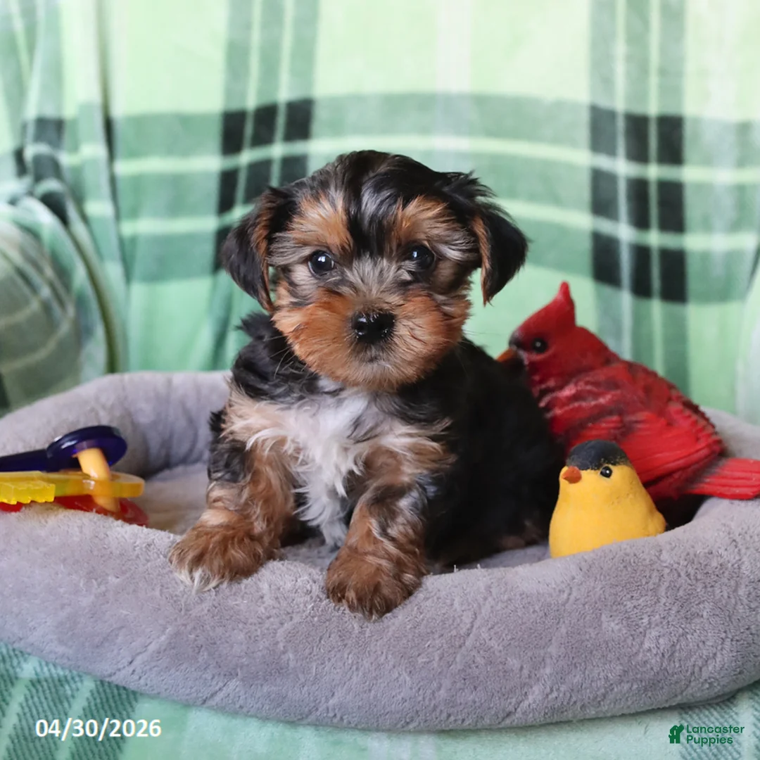 Yorkshire Terrier dogs for sale: Percy - Ad 5