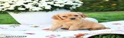 Golden Retriever dogs for sale: Lillie - Ad 3