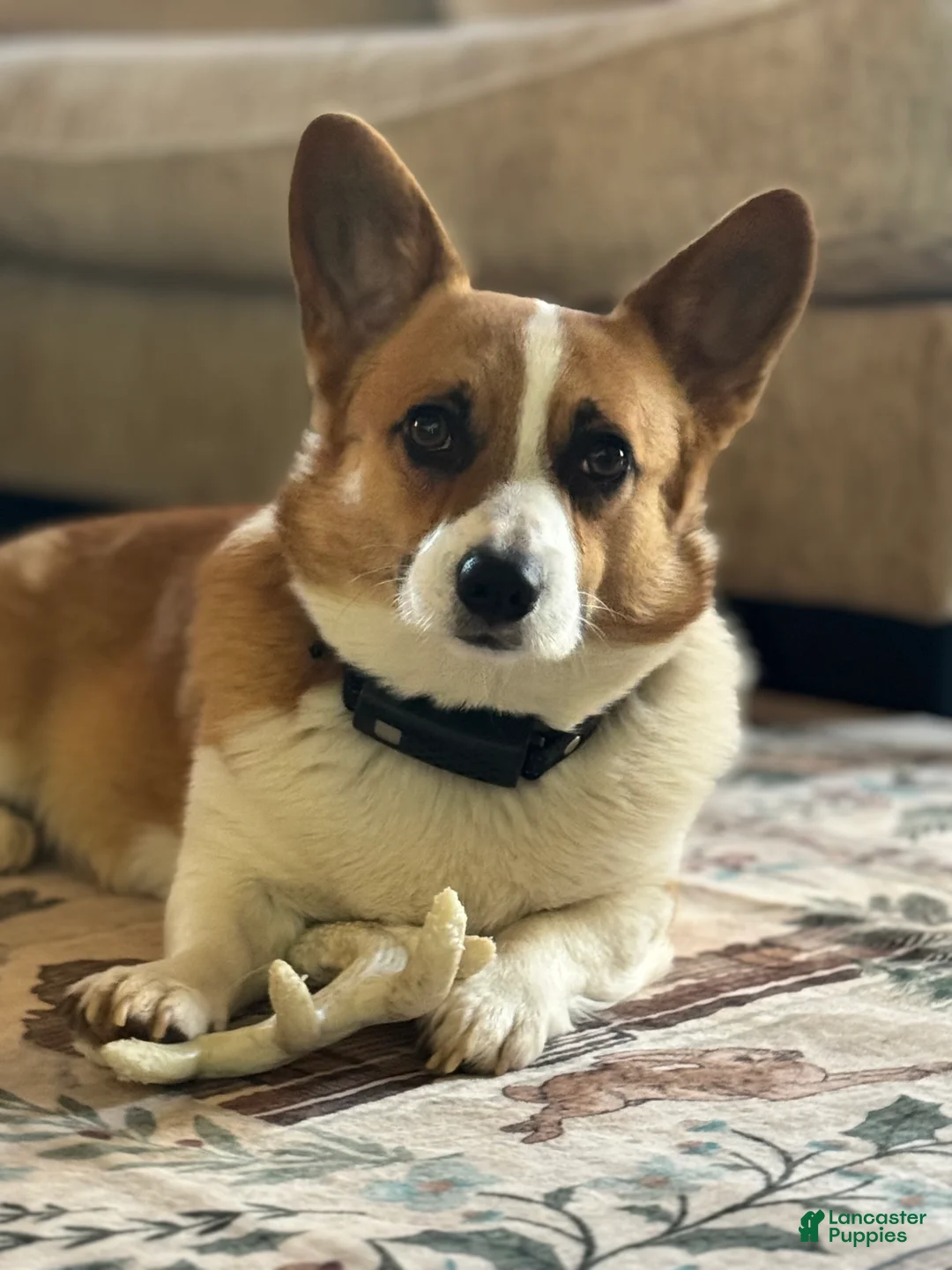 Welsh Corgi Pembroke dogs for sale: Lilo - hot pink - Ad 10