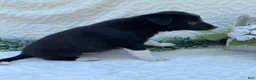 Border Collie dogs for sale: Potter - Ad 1