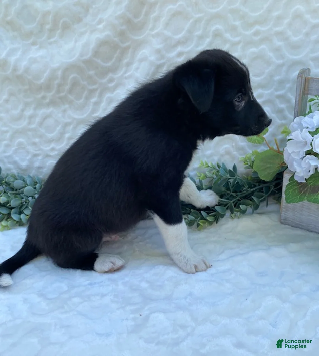 Border Collie dogs for sale: Potter - Ad 1