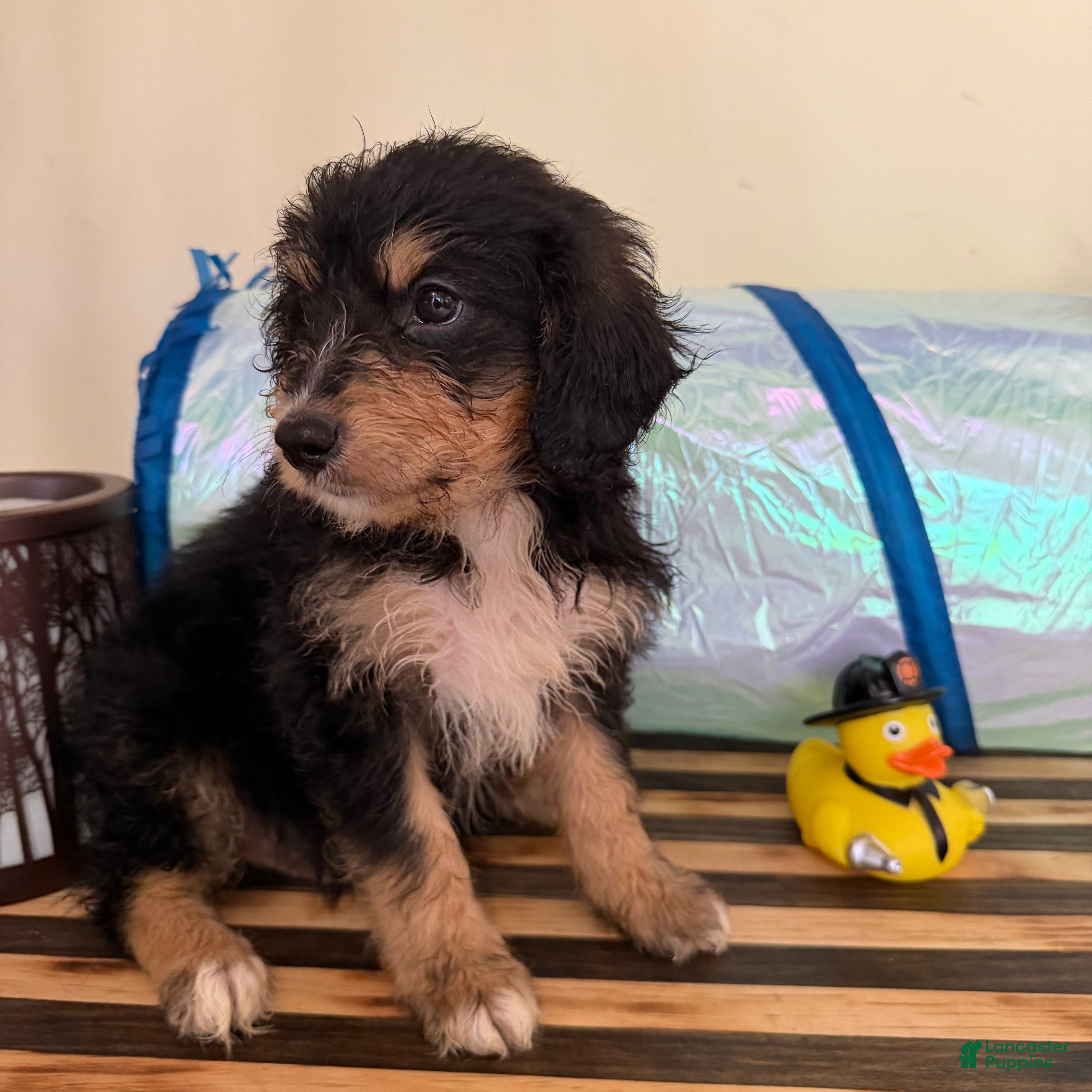 Mini Goldendoodle dogs Max - Ad 1
