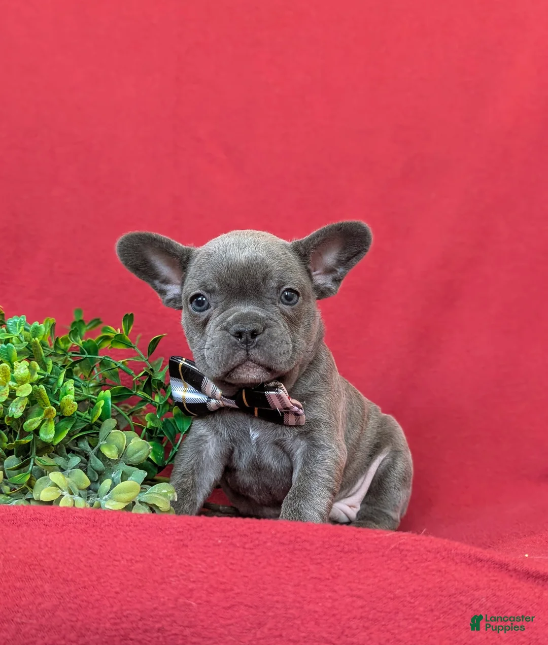 French Bulldog dogs for sale: Duffy - Ad 10