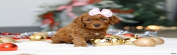 Cockapoo dogs for sale: Tammy - Ad 4