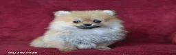 Pomeranian dogs for sale: Abby - Ad 6
