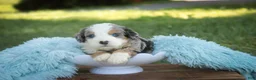 Mini Bernedoodle dogs for sale: Mingo Mini Bernedoodle  - Ad 6
