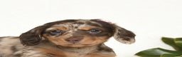 Miniature Dachshund dogs for sale: Cherish - Ad 2