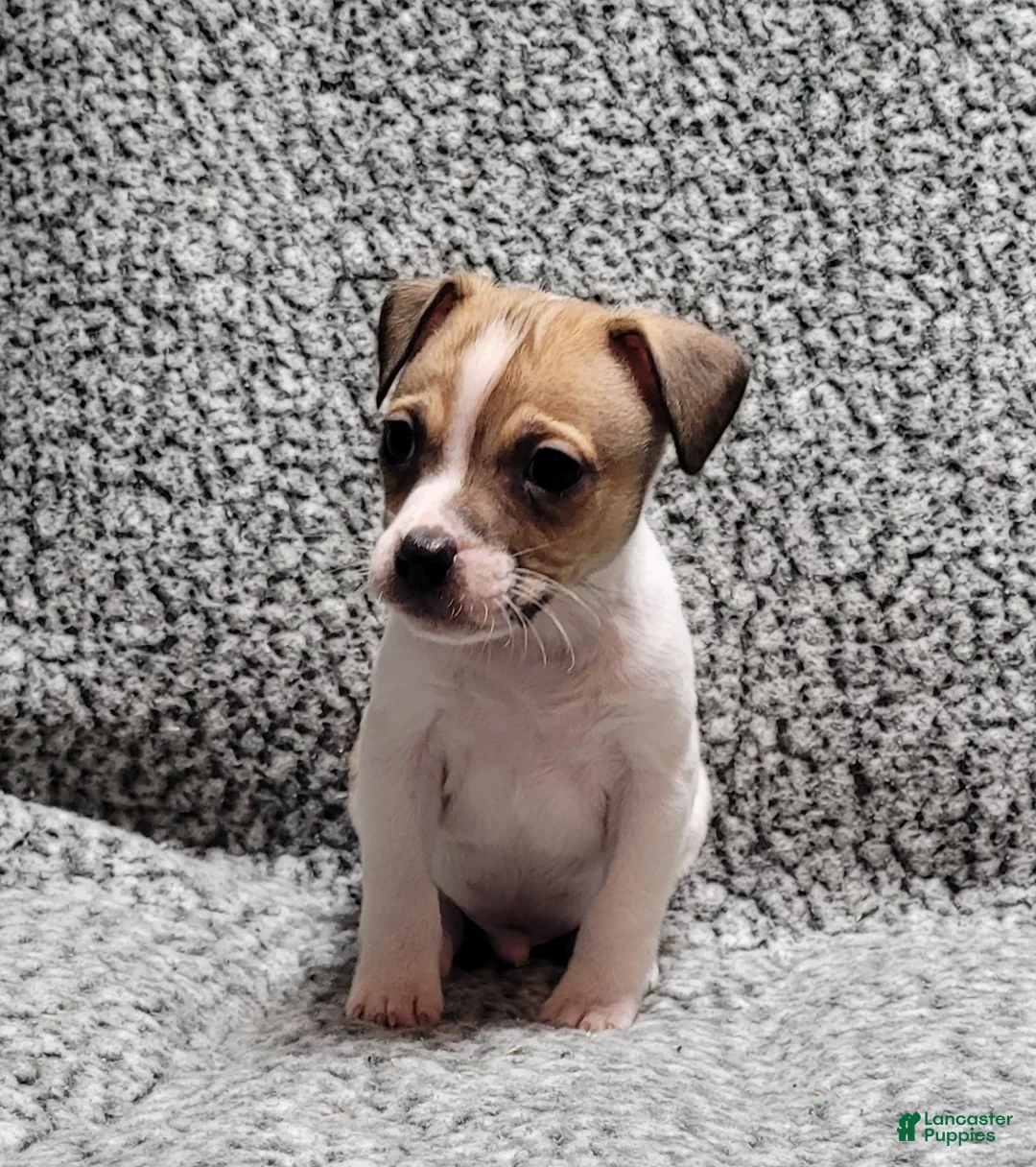 Jack Russell Terrier dogs for sale: Westfork's TORQ - Ad 8