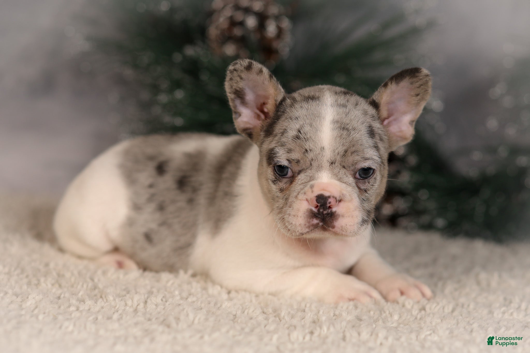 French Bulldog dogs Alice - Ad 10