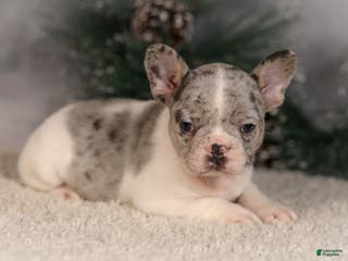 French Bulldog dogs Alice - Ad 41