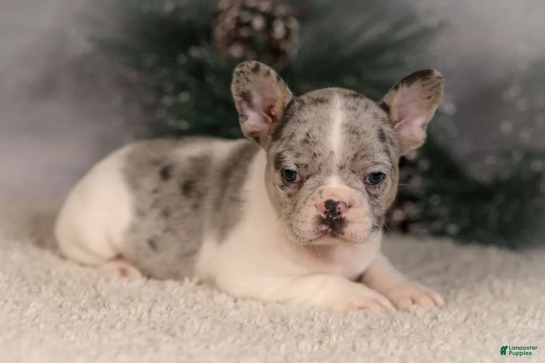 French Bulldog dogs for sale: Alice - Ad 1