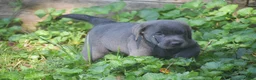Labrador Retriever dogs for sale: King - Ad 10