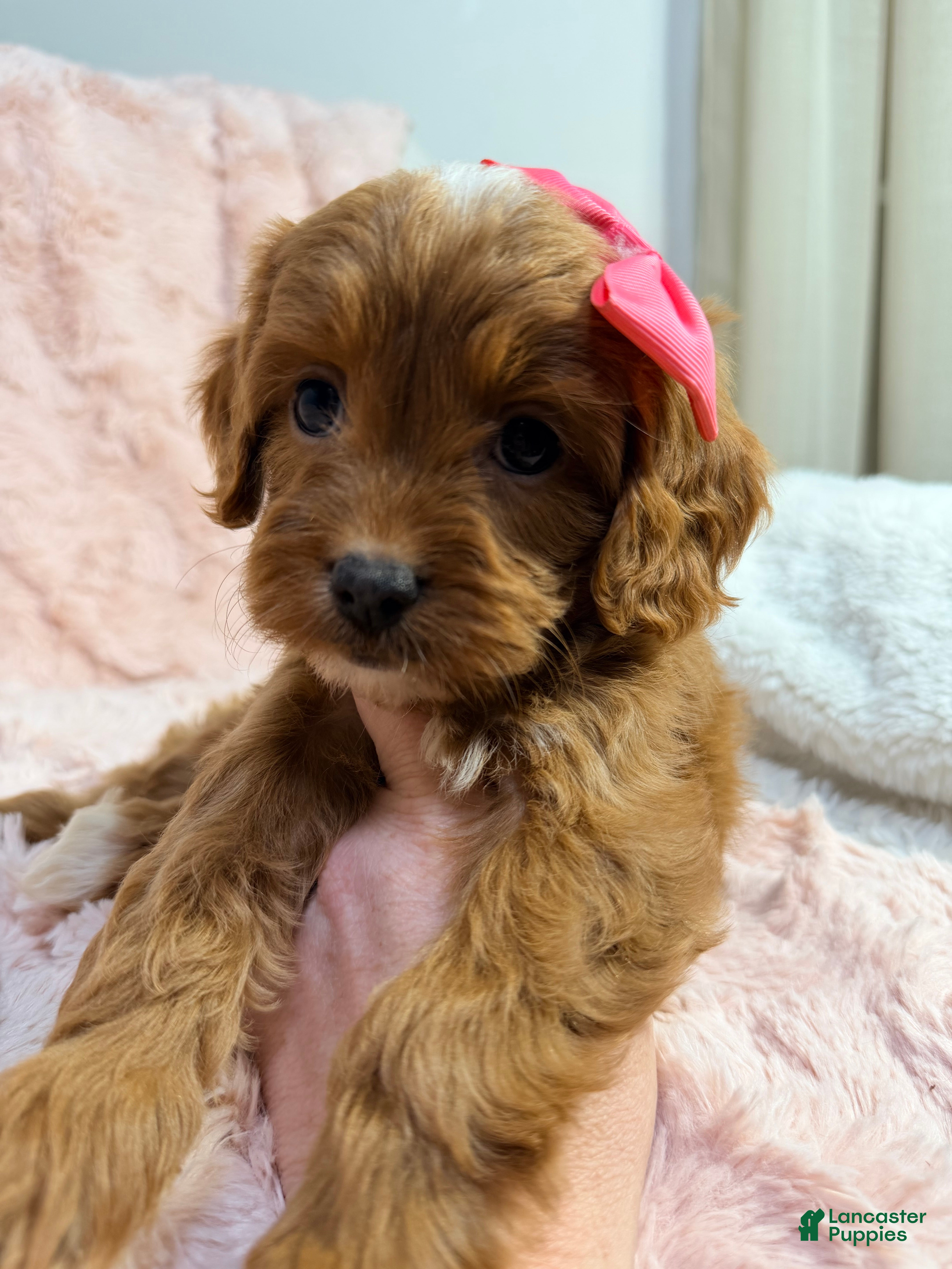 Cavapoo dogs Sun - Ad 14