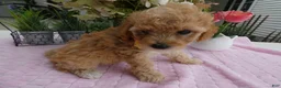 Toy Poodle dogs for sale: Toy Poodle 2 Tootsie - Ad 4