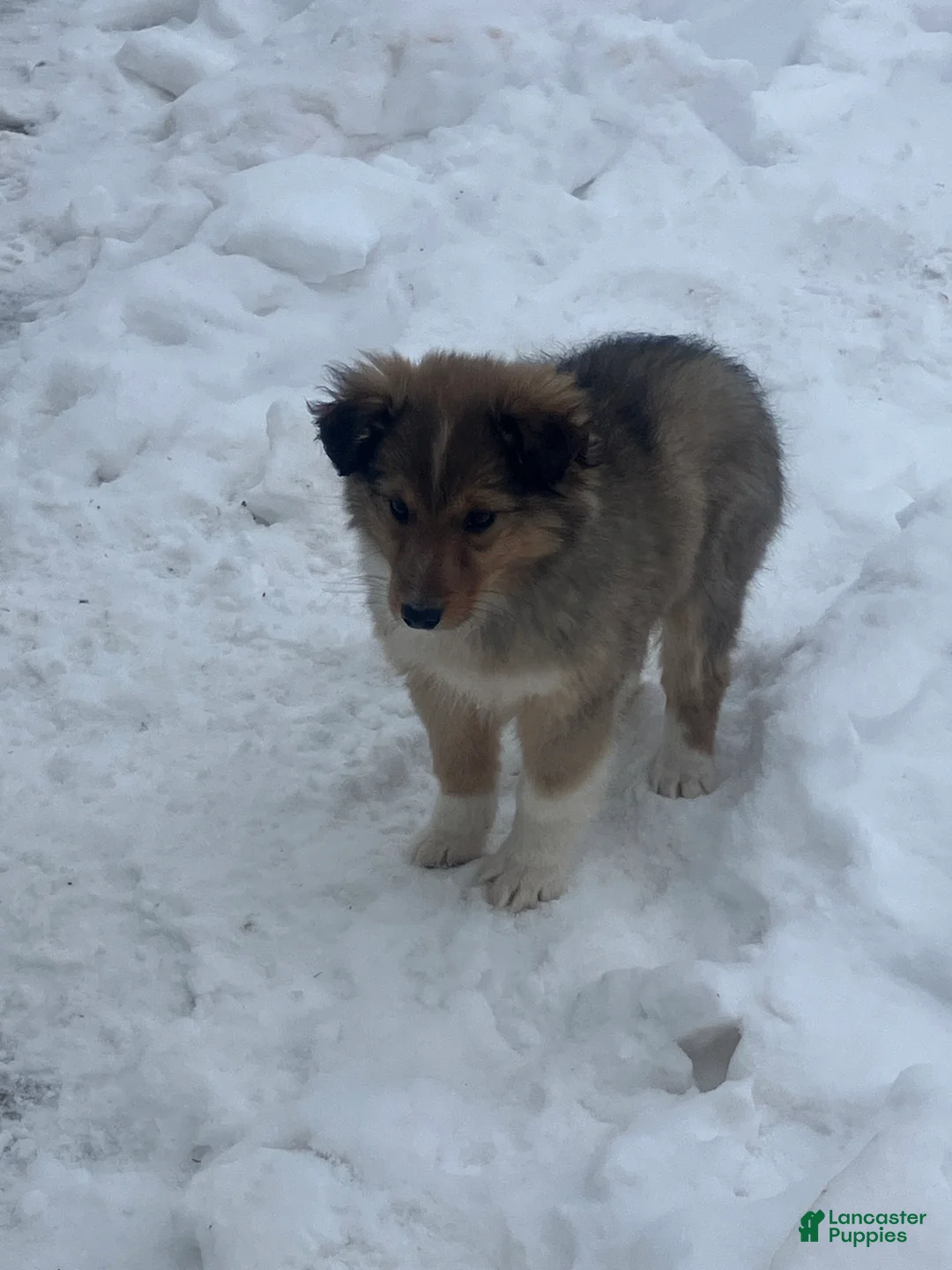 Mixed Breed dogs for sale: Shelly - Ad 5