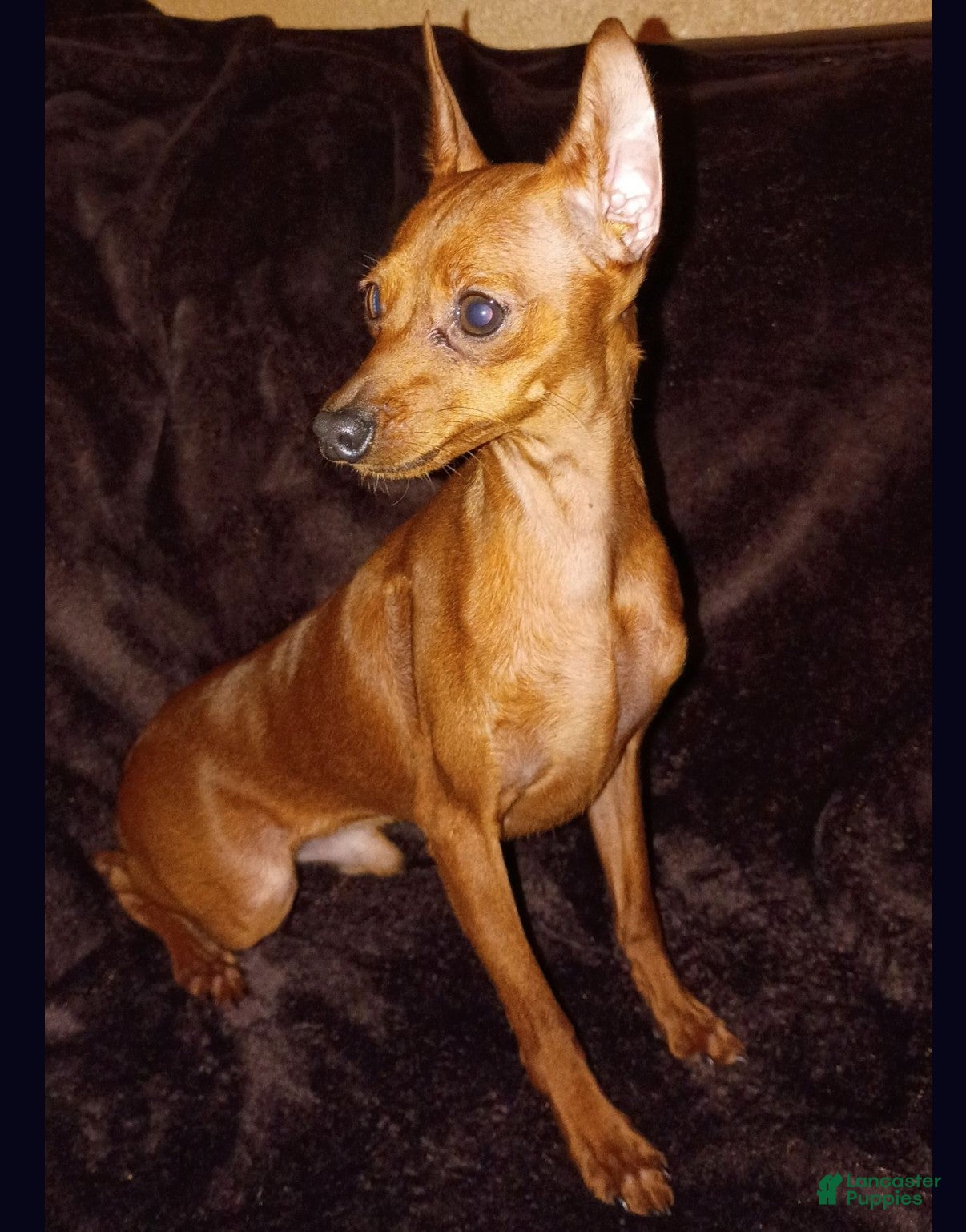 Miniature Pinscher dogs Miniature Pinscher Puppy 1 - Ad 4