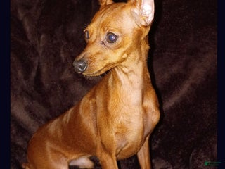 Miniature Pinscher dogs - Ad 11