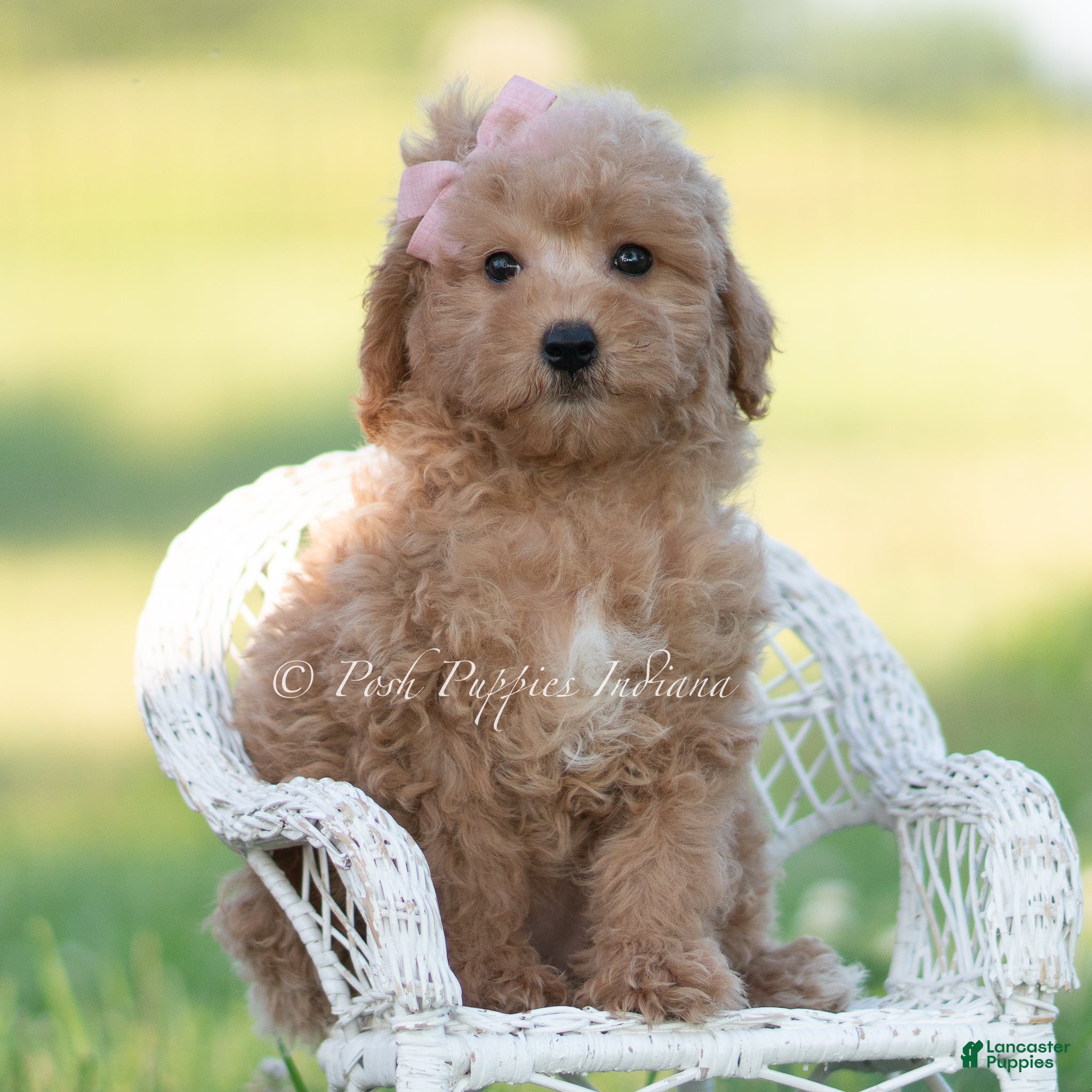 Mini Goldendoodle dogs nova - Ad 8