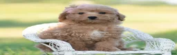 Mini Goldendoodle dogs for sale: nova - Ad 1