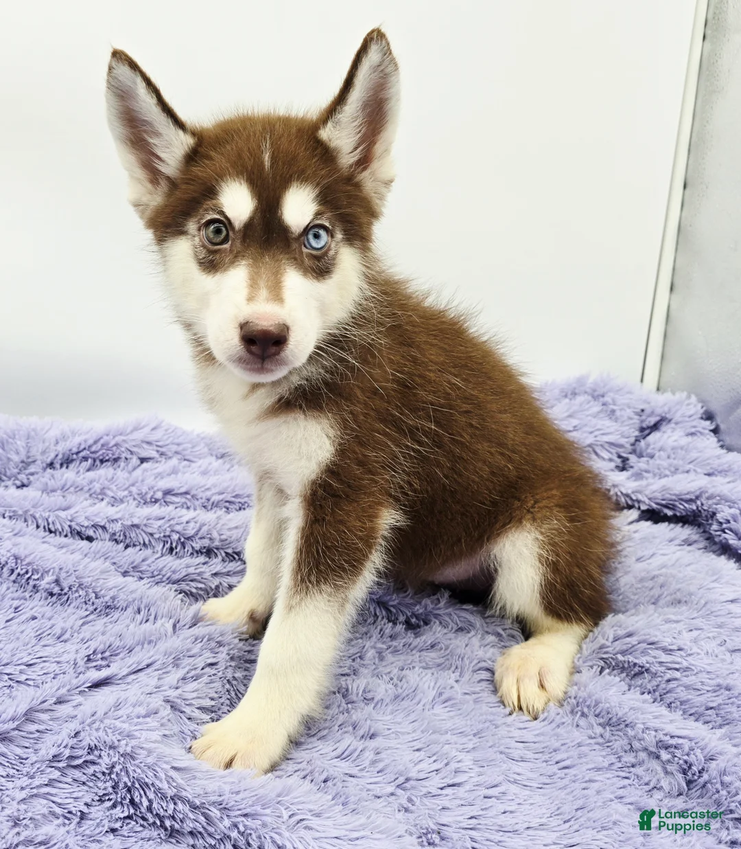 Siberian Husky dogs for sale: Rusty - Ad 2