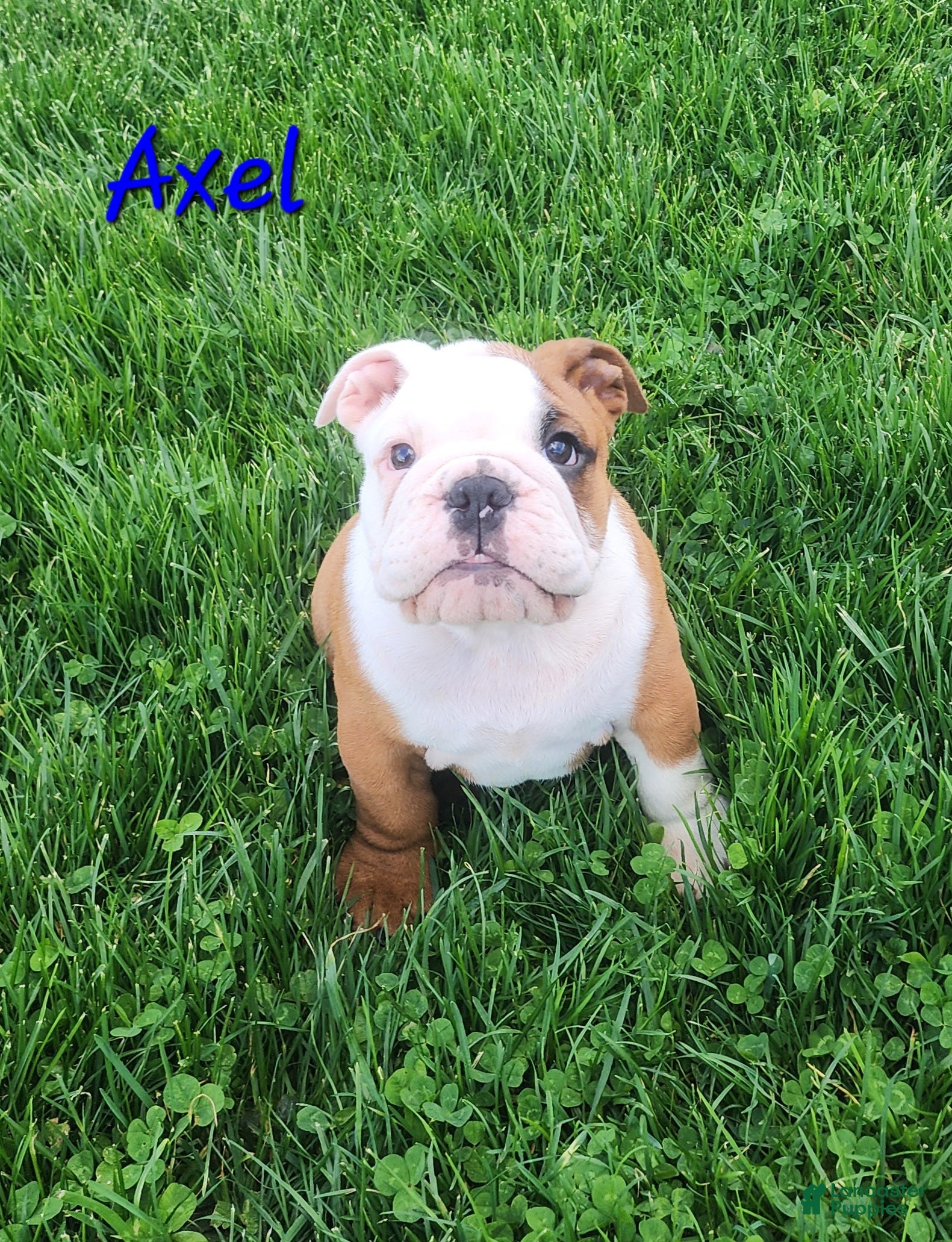 English Bulldog dogs AKC Axel  - Ad 1