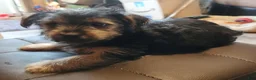 Yorkshire Terrier dogs for sale: Bluebell - Ad 1