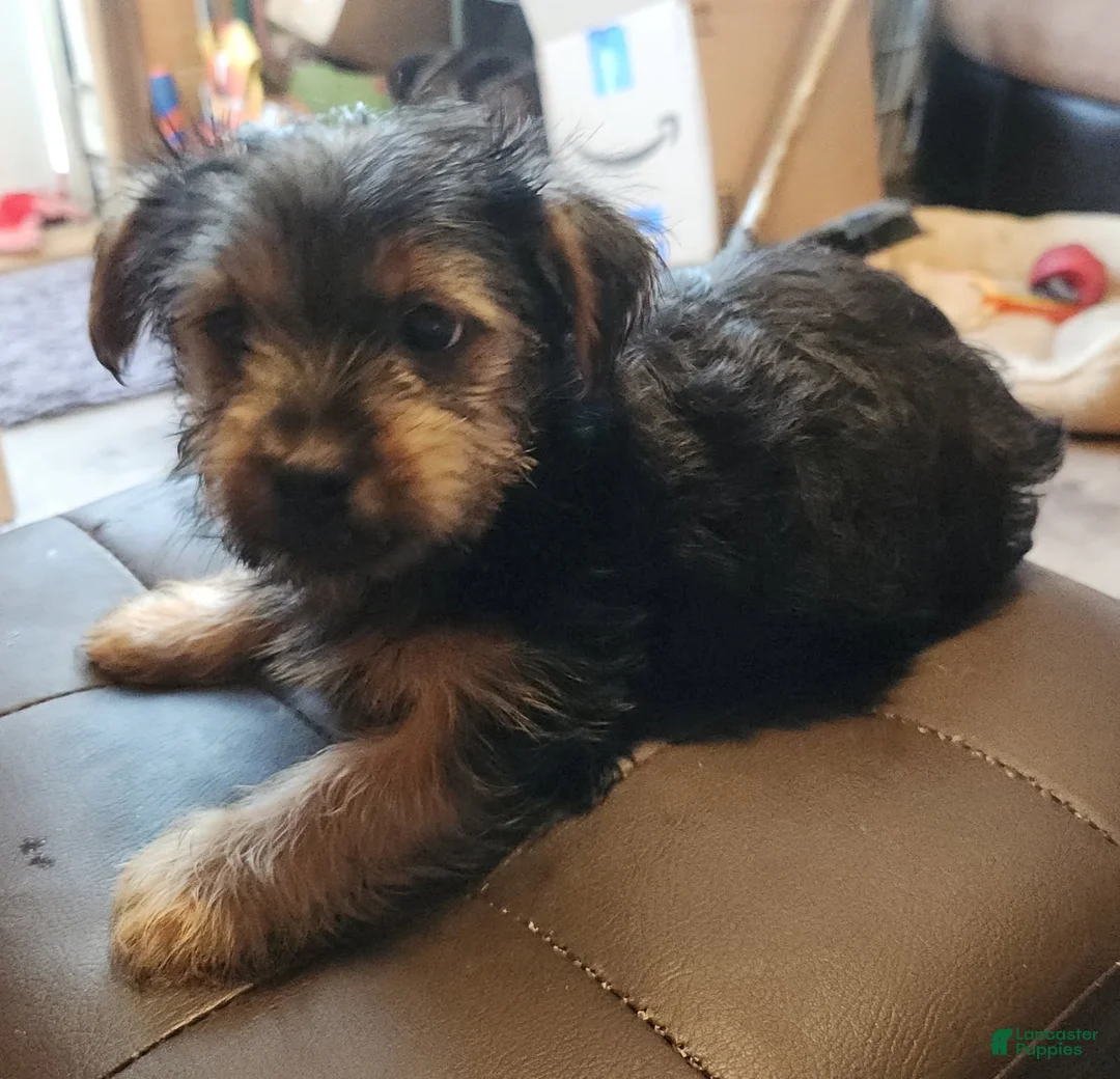 Yorkshire Terrier dogs for sale: Bluebell - Ad 1