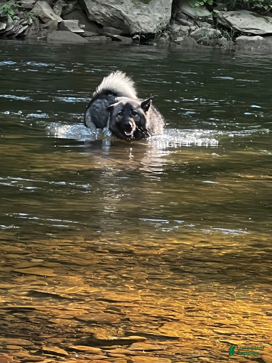 Gallery Image {{count}}