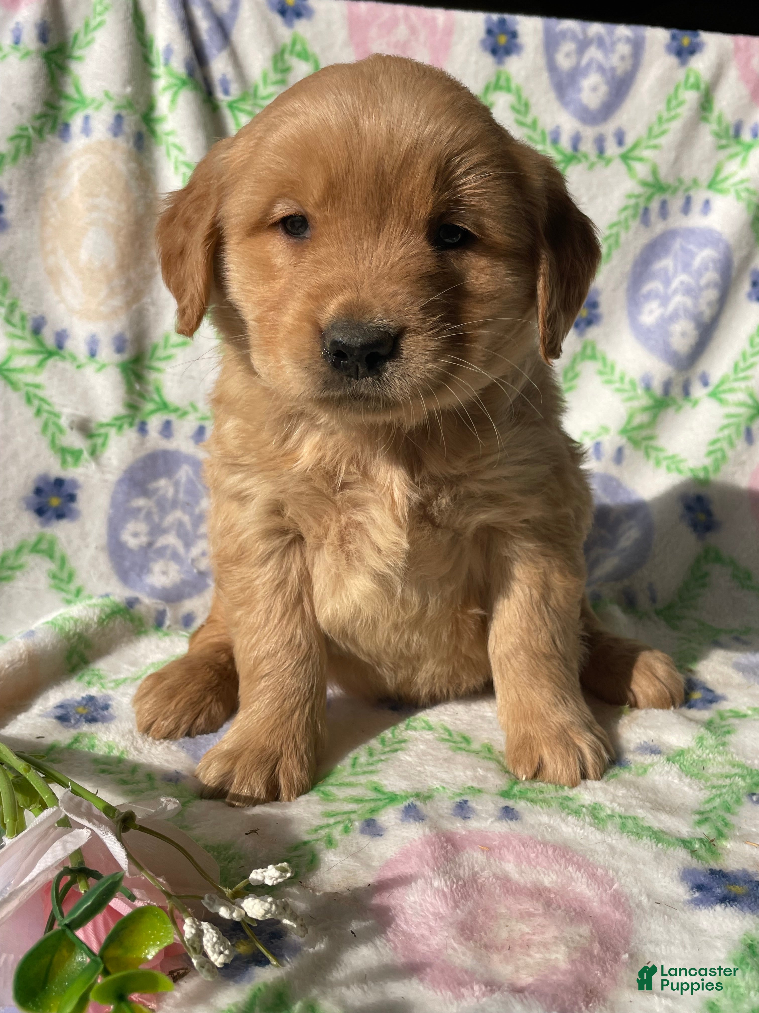 Golden Retriever dogs Sterling - Ad 17