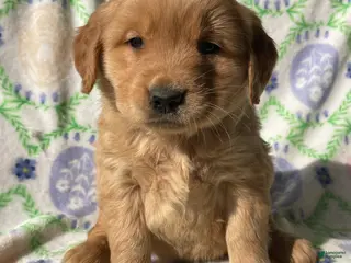 Golden Retriever dogs Sterling - Ad 17