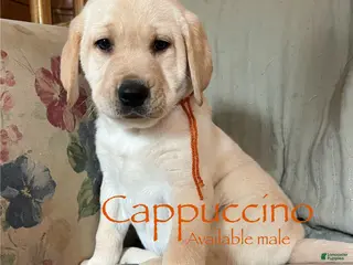 Labrador Retriever dogs Cappuccino - Ad 11