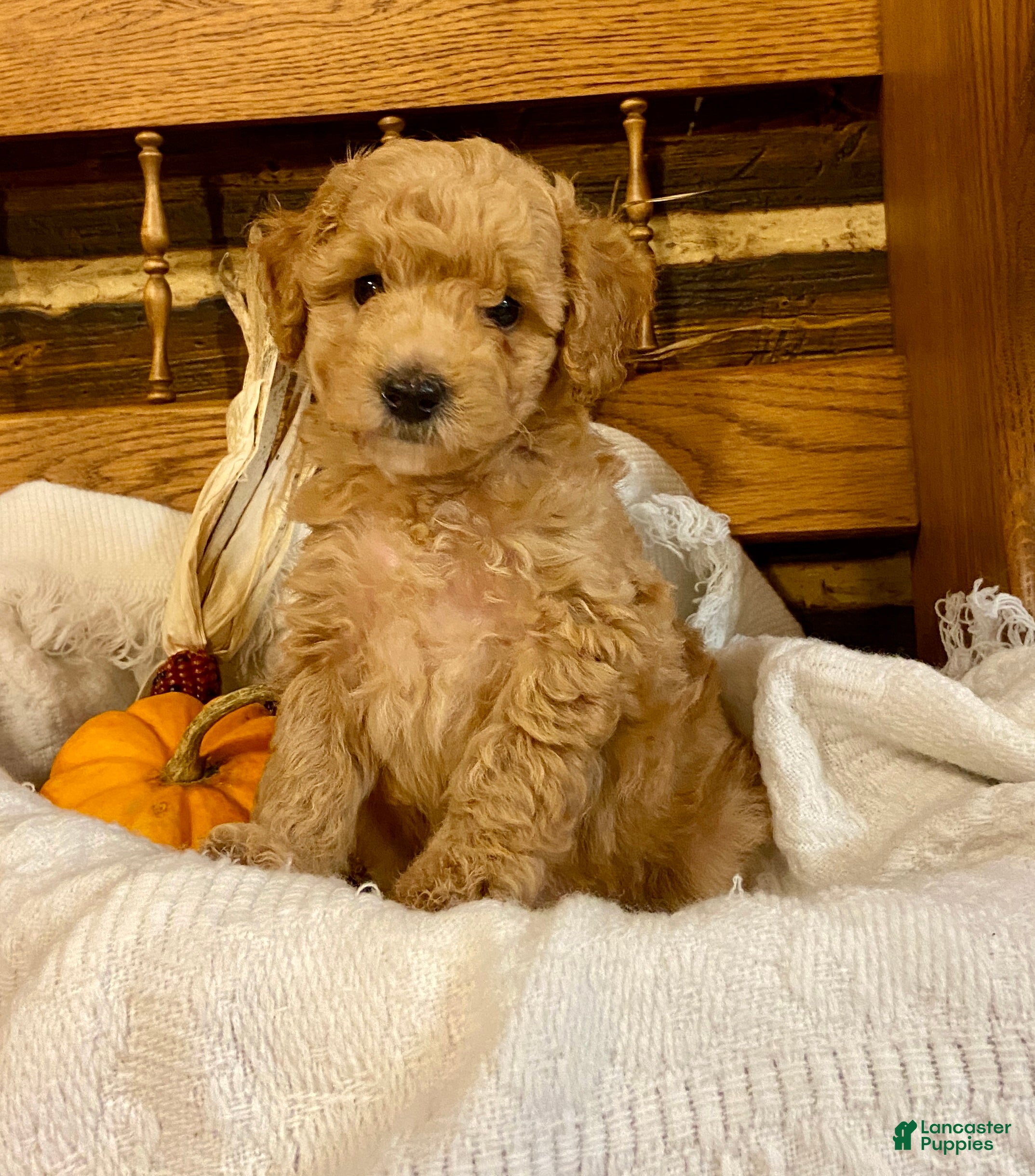 Latte, Miniature Poodle