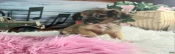 Chihuahua dogs for sale: Micro teacup chihuahua long hair. Hand Delivery  - Ad 7