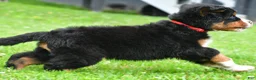 Bernese Mountain Dog dogs for sale: Nickle - Ad 13