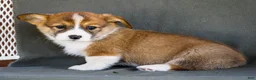 Welsh Corgi Pembroke dogs for sale: Buford - Ad 3