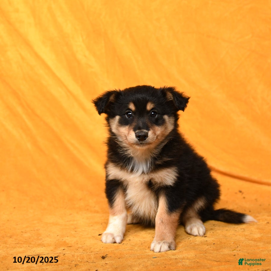 Miniature Australian Shepherd dogs Weston - Ad 4