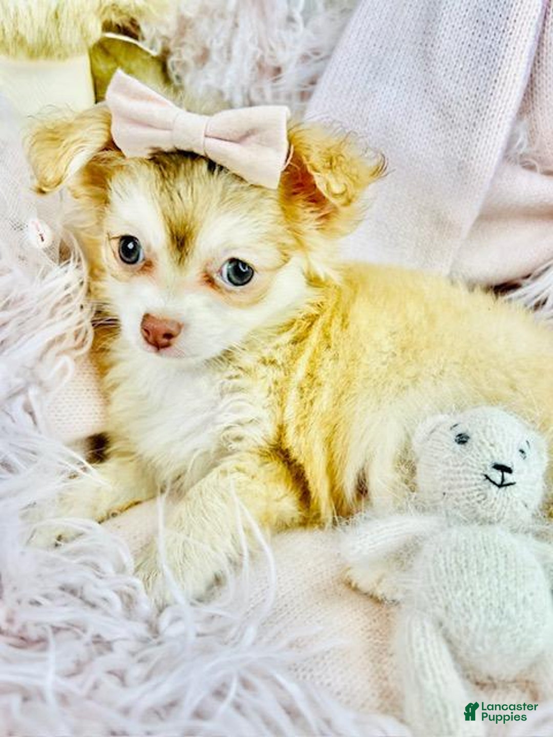 Chihuahua dogs for sale: Chihuahua Puppy 1 - Ad 5