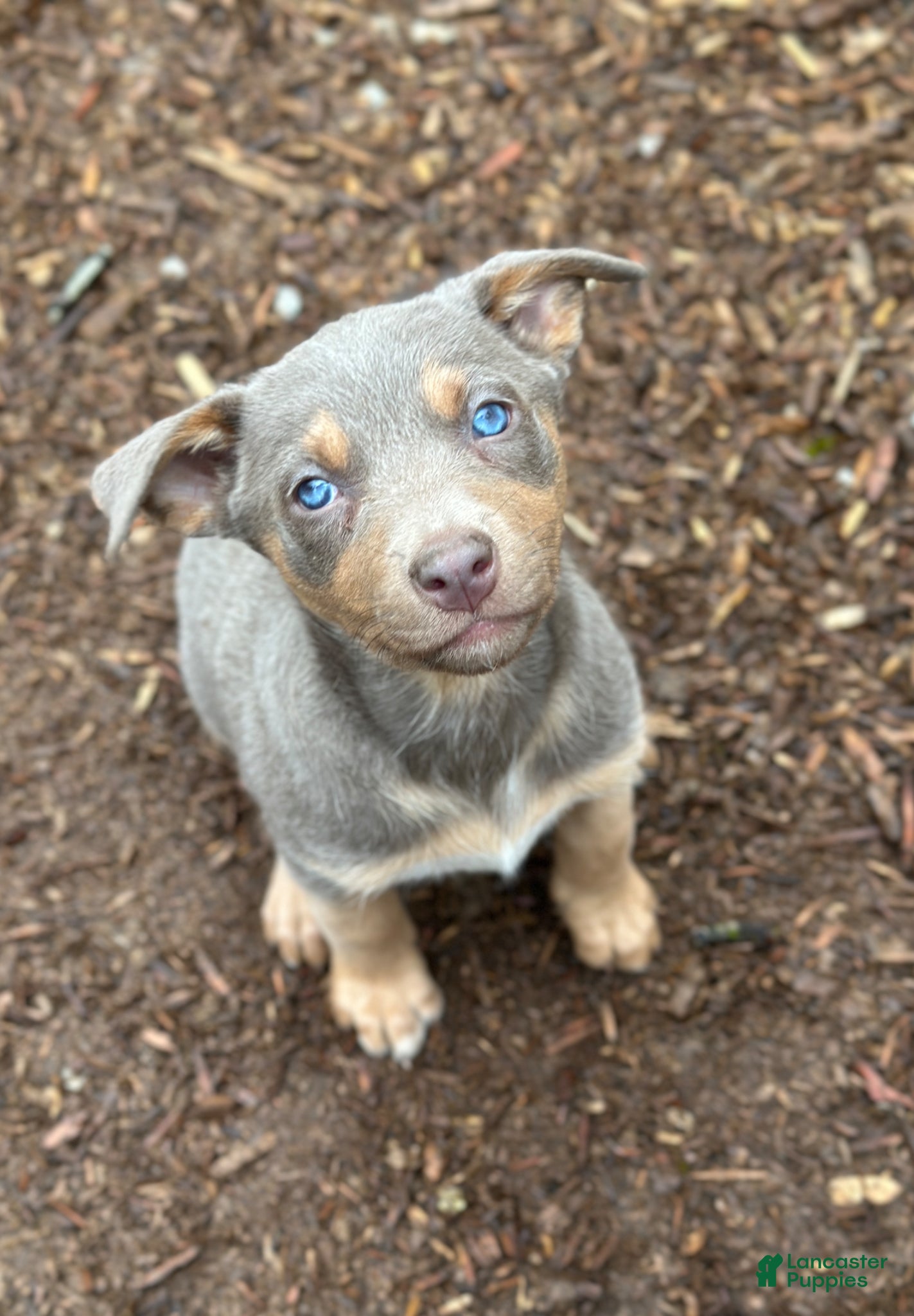 Mixed Breed dogs Australian Kelpie Fawn tan Female - Ad 1