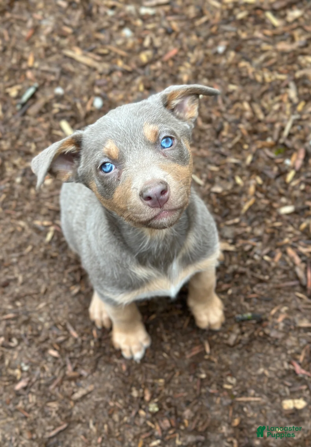 Mixed Breed dogs for sale: Australian Kelpie Fawn tan Female - Ad 1