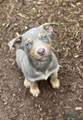 Australian Kelpie Fawn tan Female