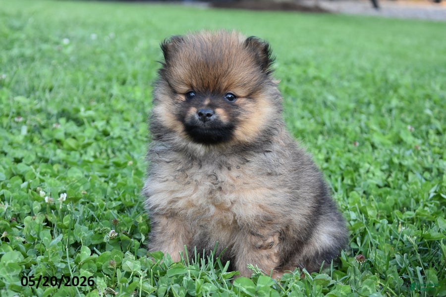Pomeranian dogs Joey - Ad 1